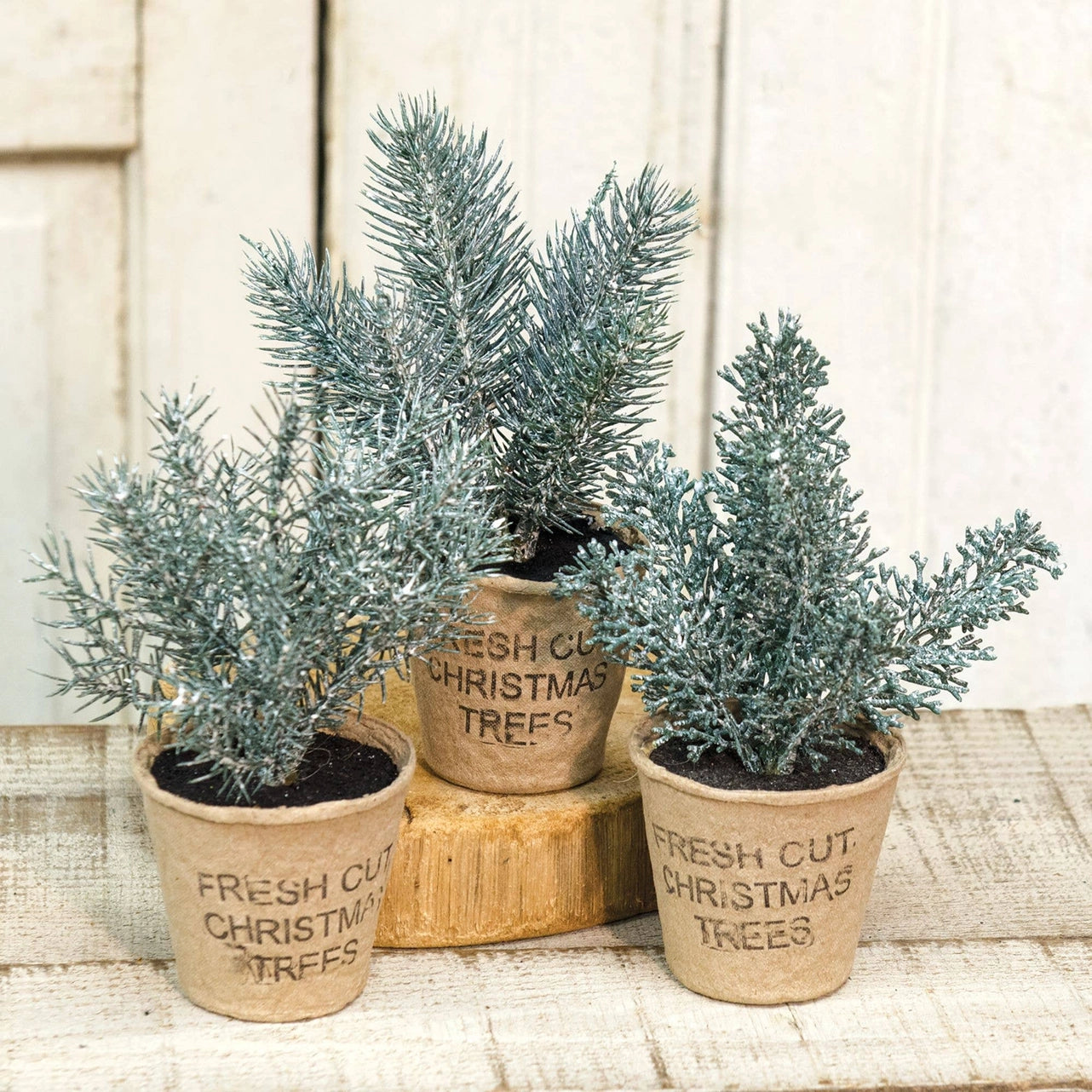 PRE ORDER - Small Frosted Fresh Cut Pine Trees in Rustic cardboard Cup - 2026 AUGUST ARRIVAL