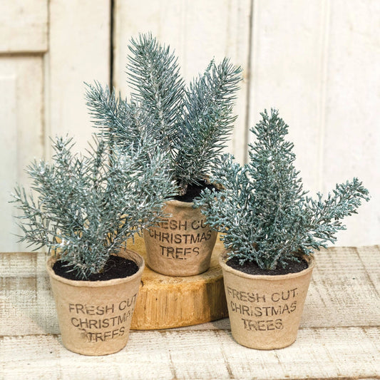 PRE ORDER - Small Frosted Fresh Cut Pine Trees in Rustic cardboard Cup - 2026 AUGUST ARRIVAL